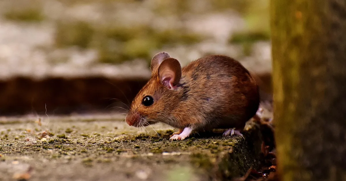A small brown mouse on a mossy concrete surface, sniffing the ground near a wooden post.