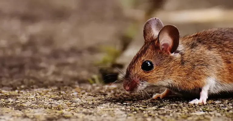 Close-up of a brown mouse on a rough gravel surface, looking ahead with a large dark eye.