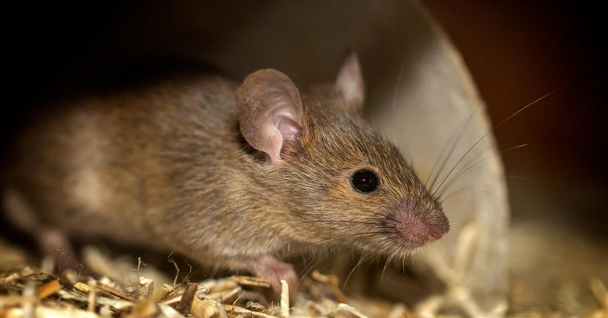 Close-up of a brown mouse inside a nest, with visible whiskers and rounded ear.