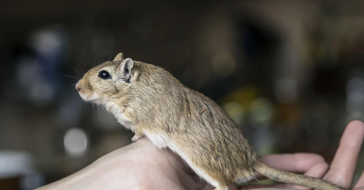 A small brown mouse perched on a person's hand indoors