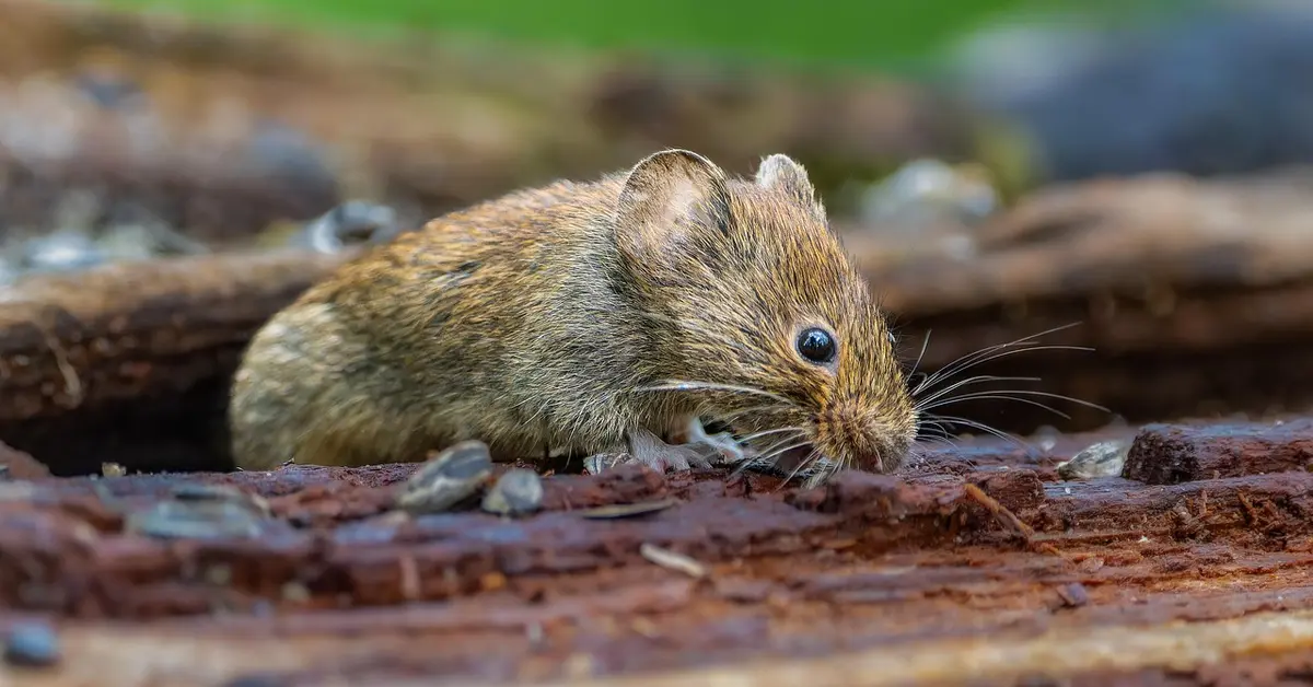 Close-up of a small brown mouse on a rough wooden log in an outdoor environment