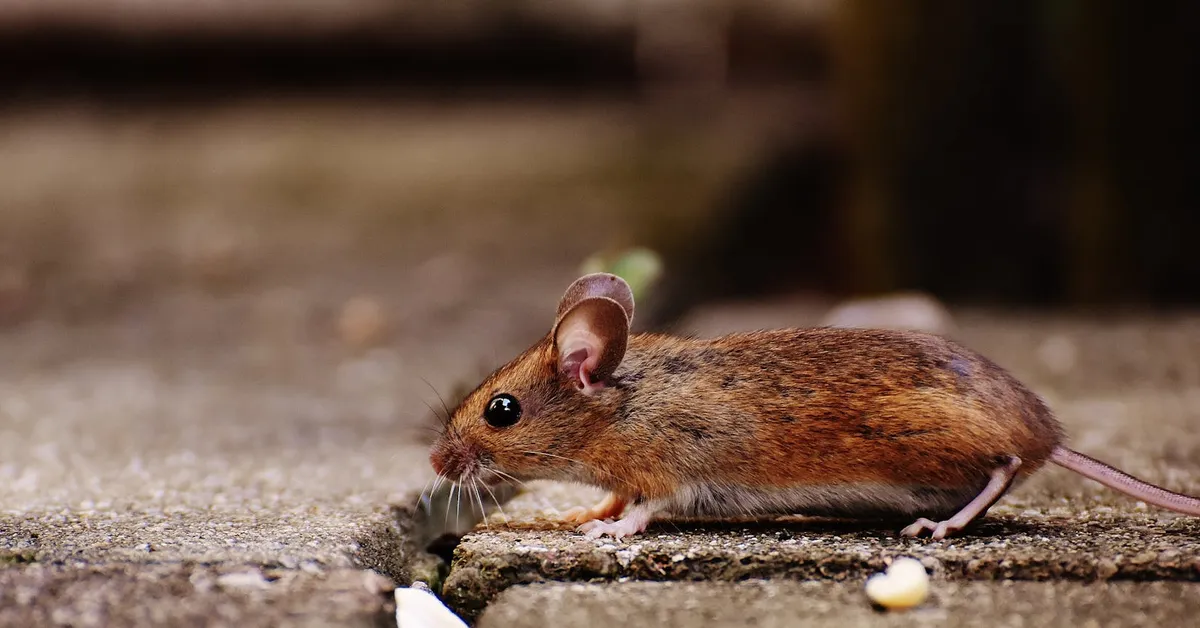 A small brown mouse on a rough, light-colored pavement, looking to the left.