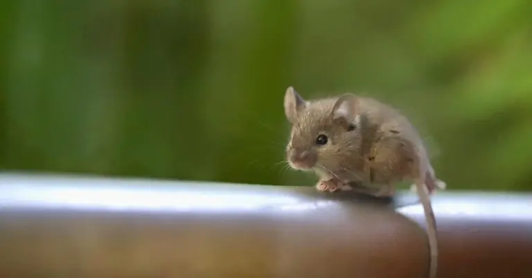 A small brown mouse perched on a railing with a blurred green background.