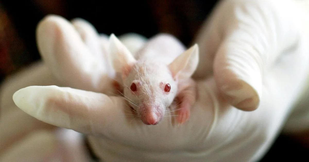 Small white mouse cradled in gloved hands.