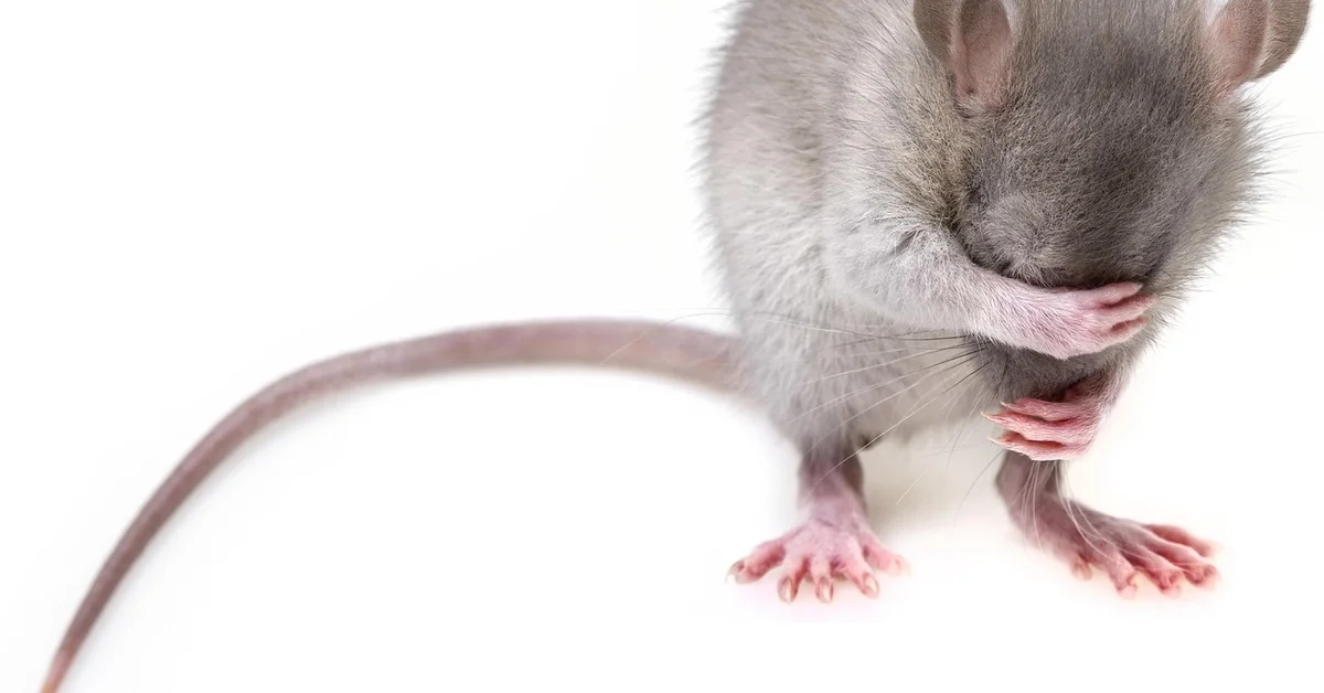 Close-up of a small gray mouse with pink paws and long tail on a white background.
