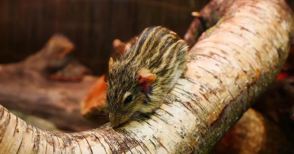 Close-up of a striped mouse perched on a pale birch branch.