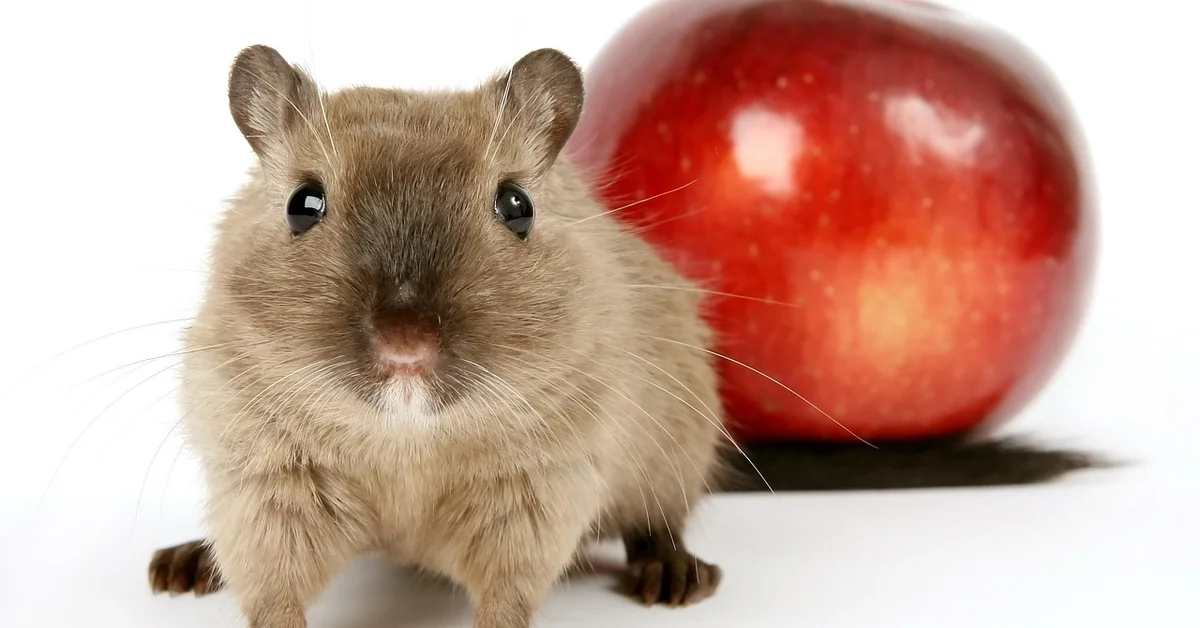 A small brown rodent with large dark eyes on a white background, with a red apple behind it.