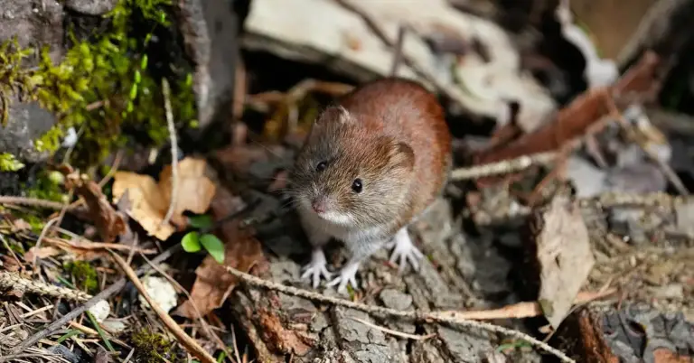 Brown mouse standing on a rocky forest floor among leaves and twigs, looking upward.