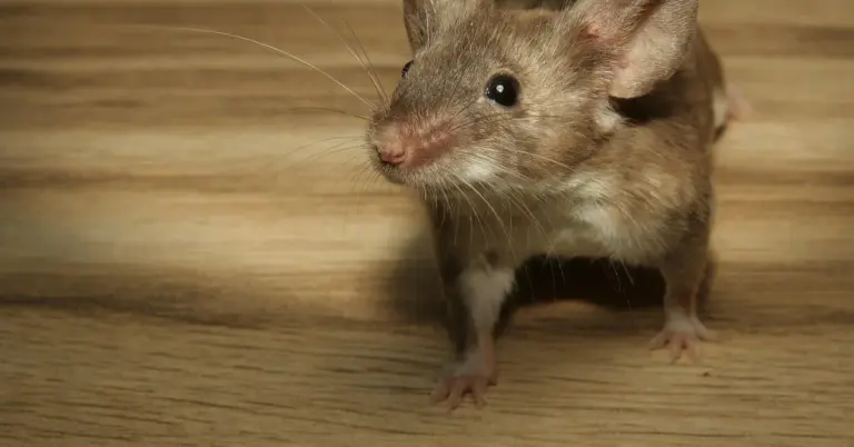 A small brown mouse standing on a wooden floor, looking toward the camera with long whiskers.