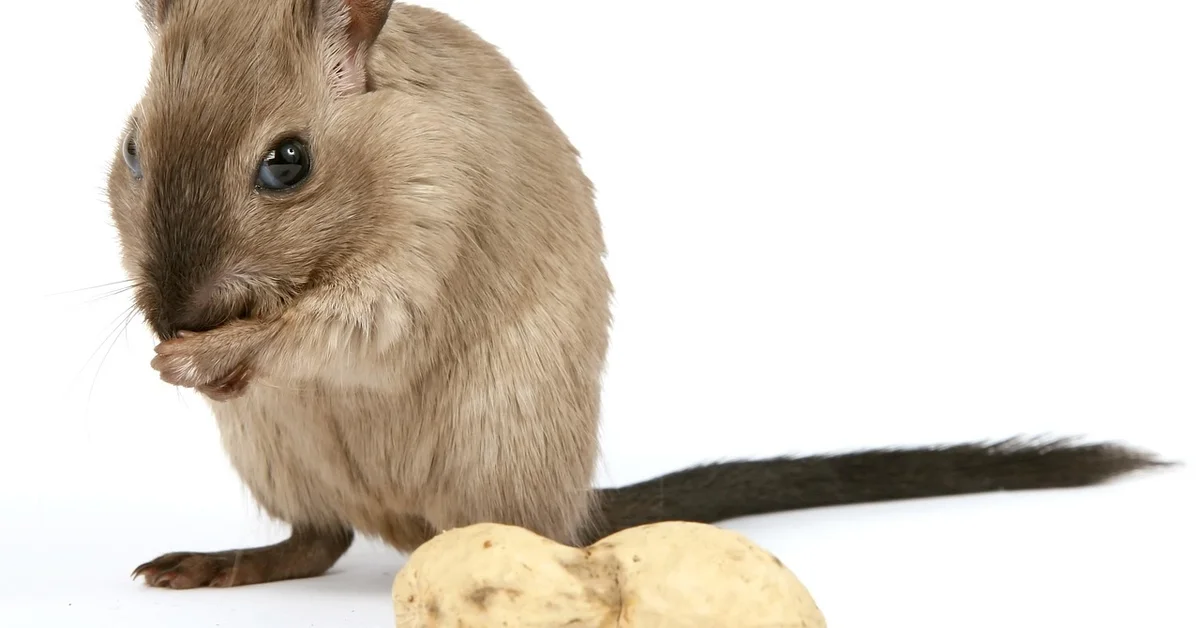 Brown mouse on a white background nibbling a small piece of food, with a light tail visible