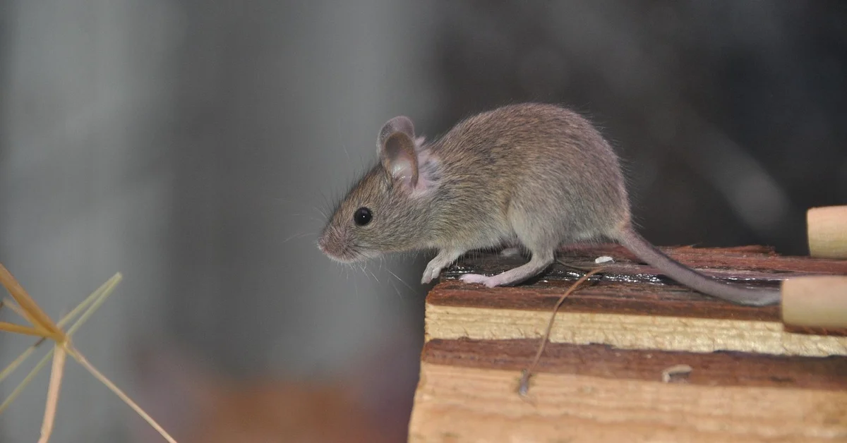 A small mouse on a wooden surface, displaying attentive posture.