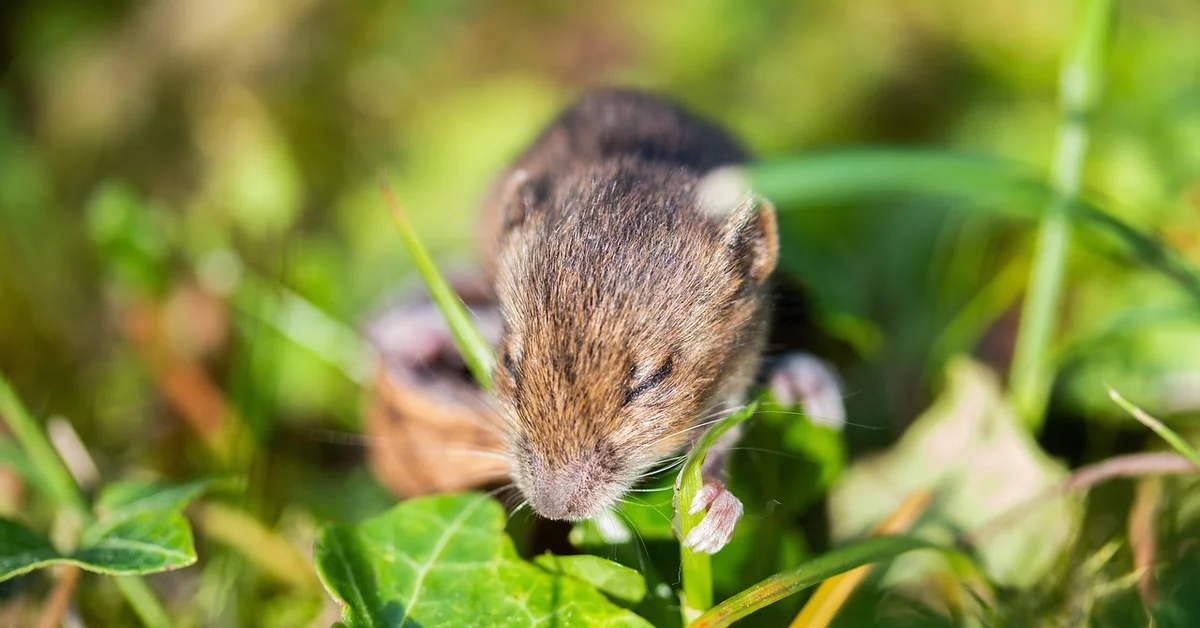 Close-up of a small mouse amidst green grass, head lowered as it investigates the surrounding leaves.