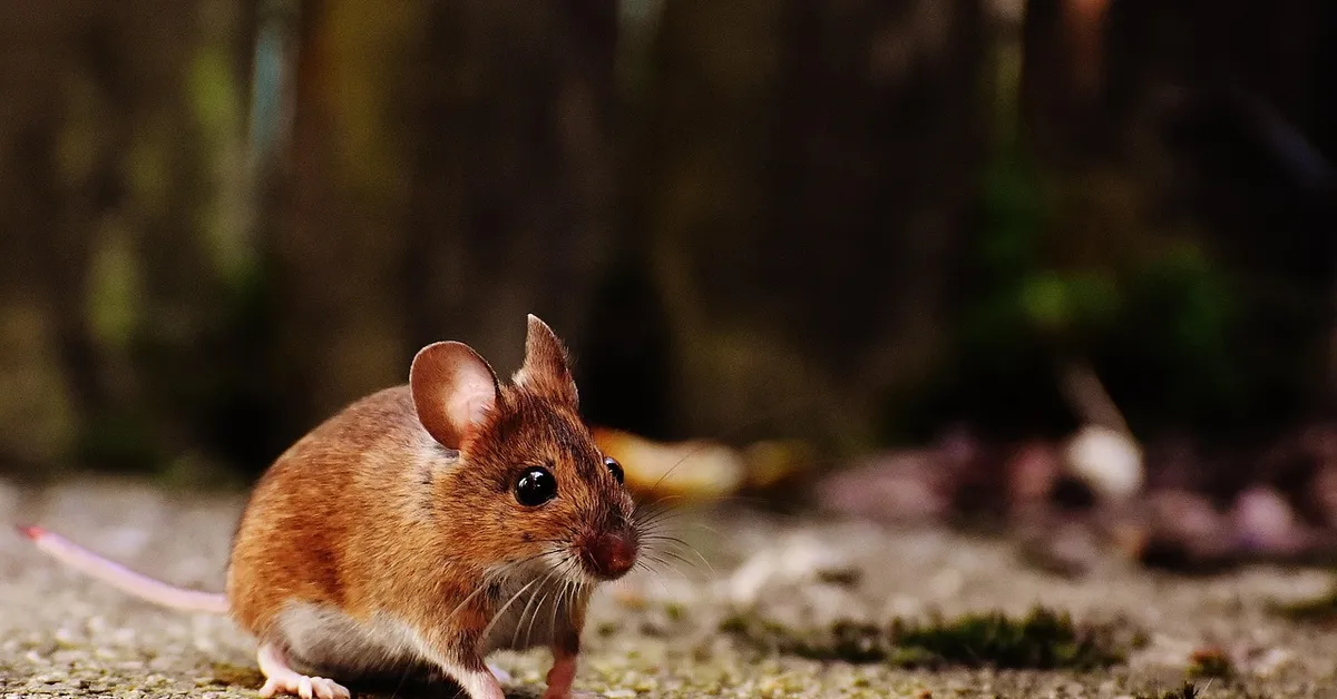 A small brown mouse with a pale belly stands on a gravel surface, looking alert with a blurred outdoor background.