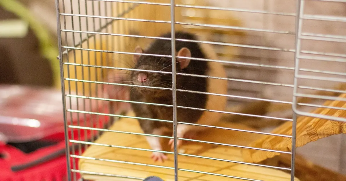 A close-up view of a mouse inside a cage