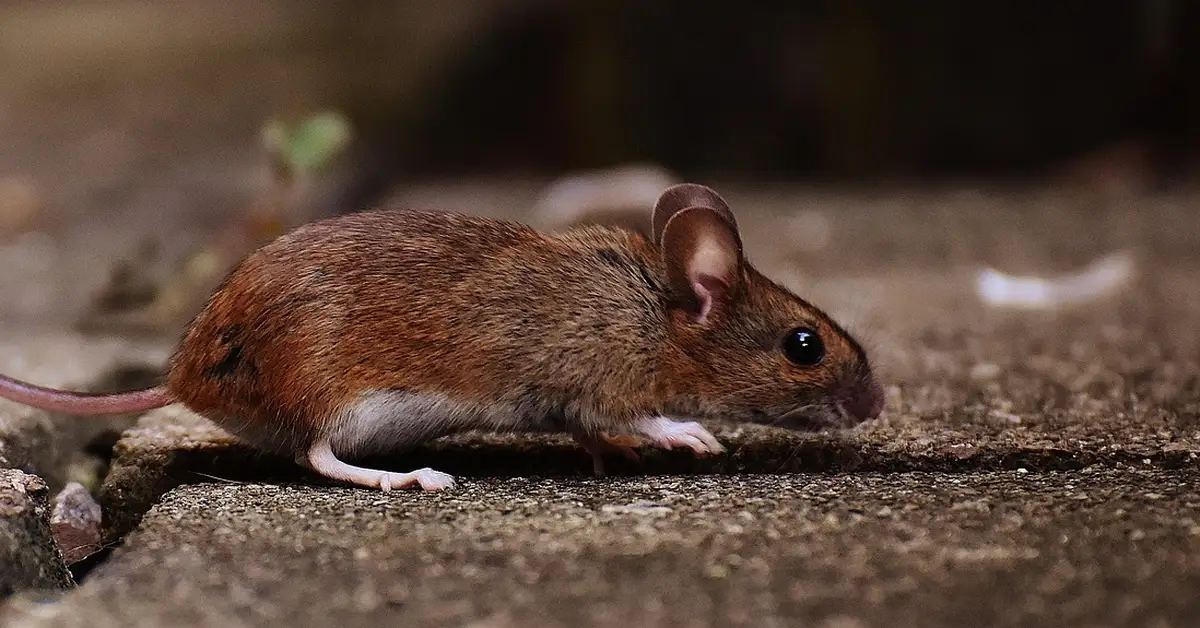 A young mouse on a surface