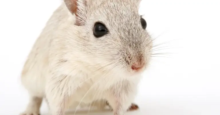 Close-up of a pale laboratory mouse facing the camera on a white background.