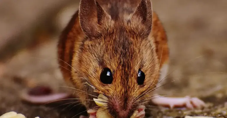 Close-up of a brown mouse on a textured surface, facing the camera with large dark eyes.