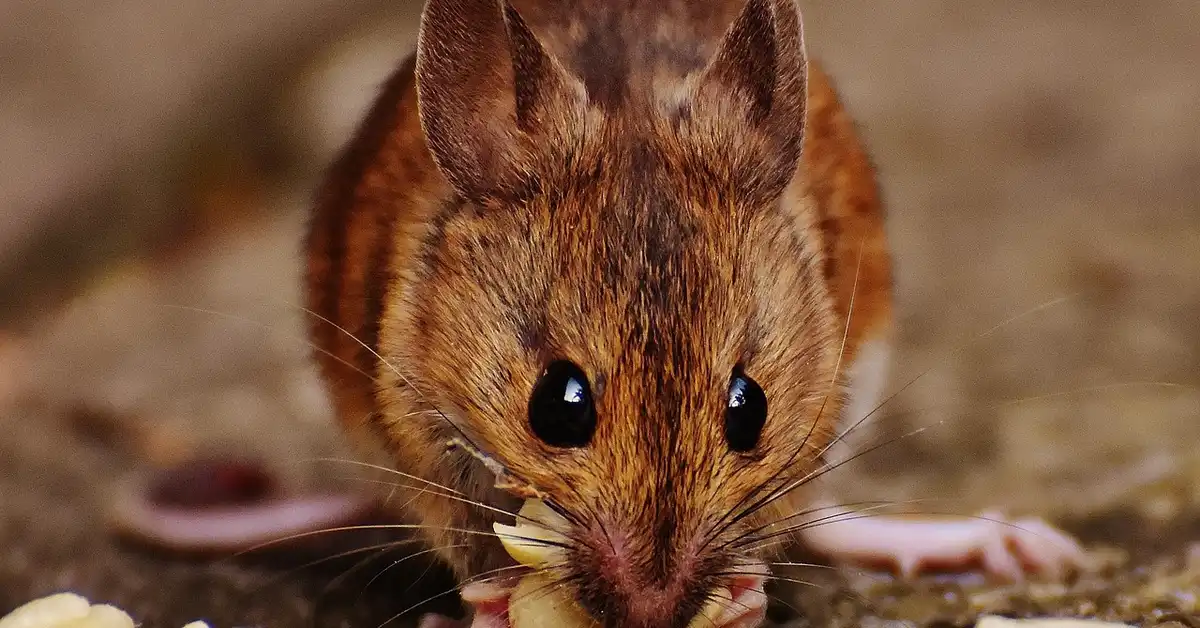 Close-up of a brown mouse on a textured surface, facing the camera with large dark eyes.