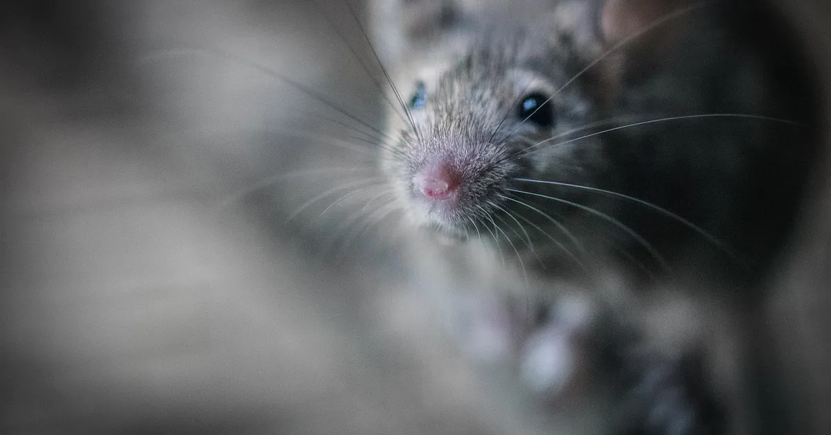 A close-up of a mouse's face, highlighting its features