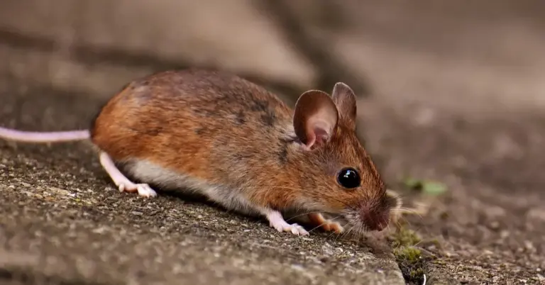 A small brown mouse on a textured concrete surface, facing slightly to the right with visible ears and a long tail.