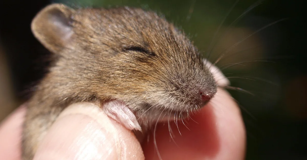 A close-up of a small house mouse being gently held between human fingers, with its eyes closed and whiskers visible