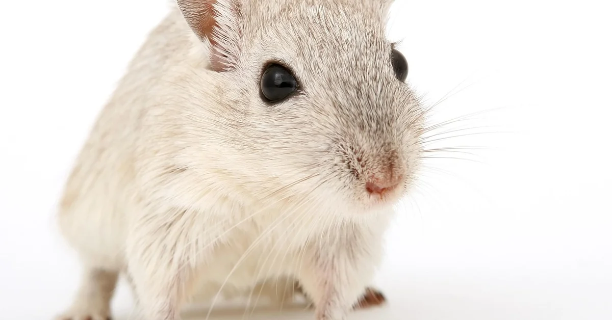 Close-up of a pale mouse with dark eyes against a white background.
