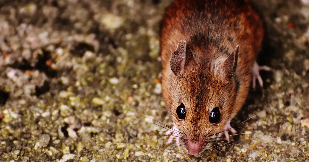 Close-up of a brown house mouse with large, glossy eyes on a textured indoor floor.