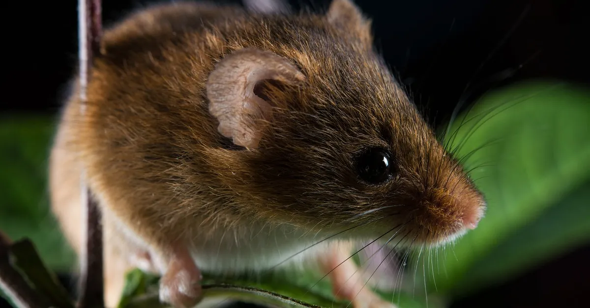Close-up of a small brown mouse with dark eyes and long whiskers perched among green leaves.