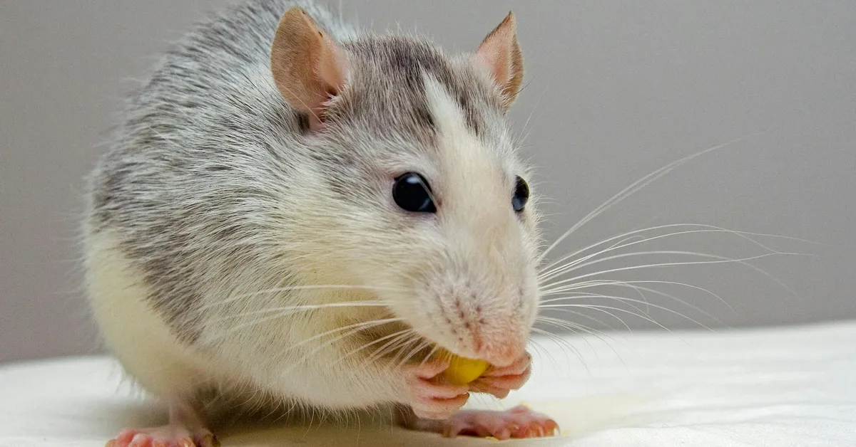 Close-up image of a small gray-and-white mouse nibbling a yellow piece of food on a white surface.