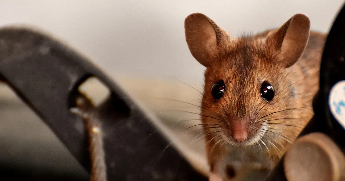 A close-up of a mouse illustrating grooming needs related to coat type.
