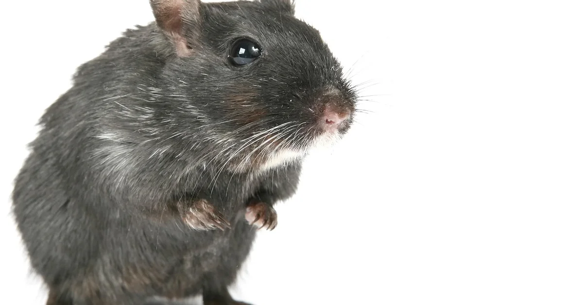 Close-up of a small, dark-gray pet mouse with white whiskers, facing to the right.