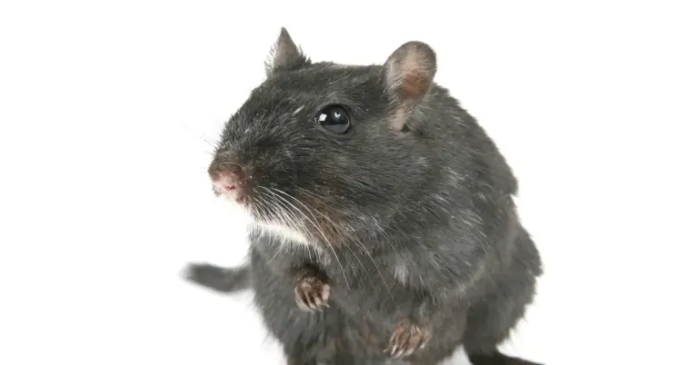 Close-up of a dark gray mouse standing on its hind legs against a white background, with prominent whiskers and ears.