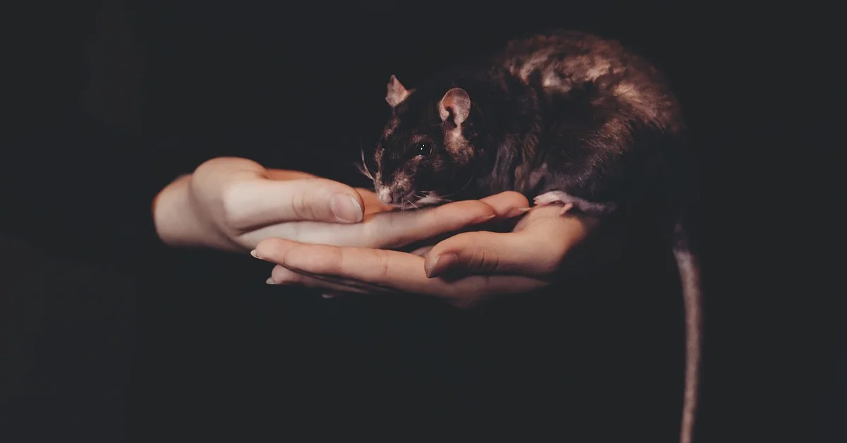 A small mouse perched in cupped hands against a dark background