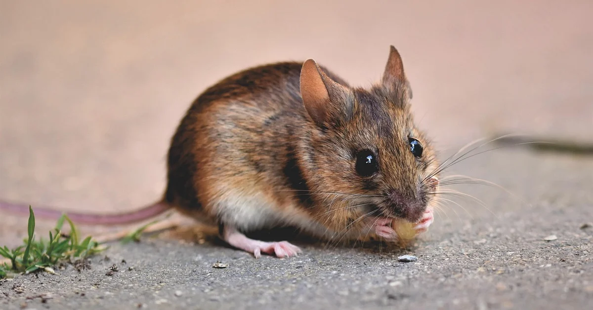A small mouse on a concrete surface nibbling a crumb and looking alert.