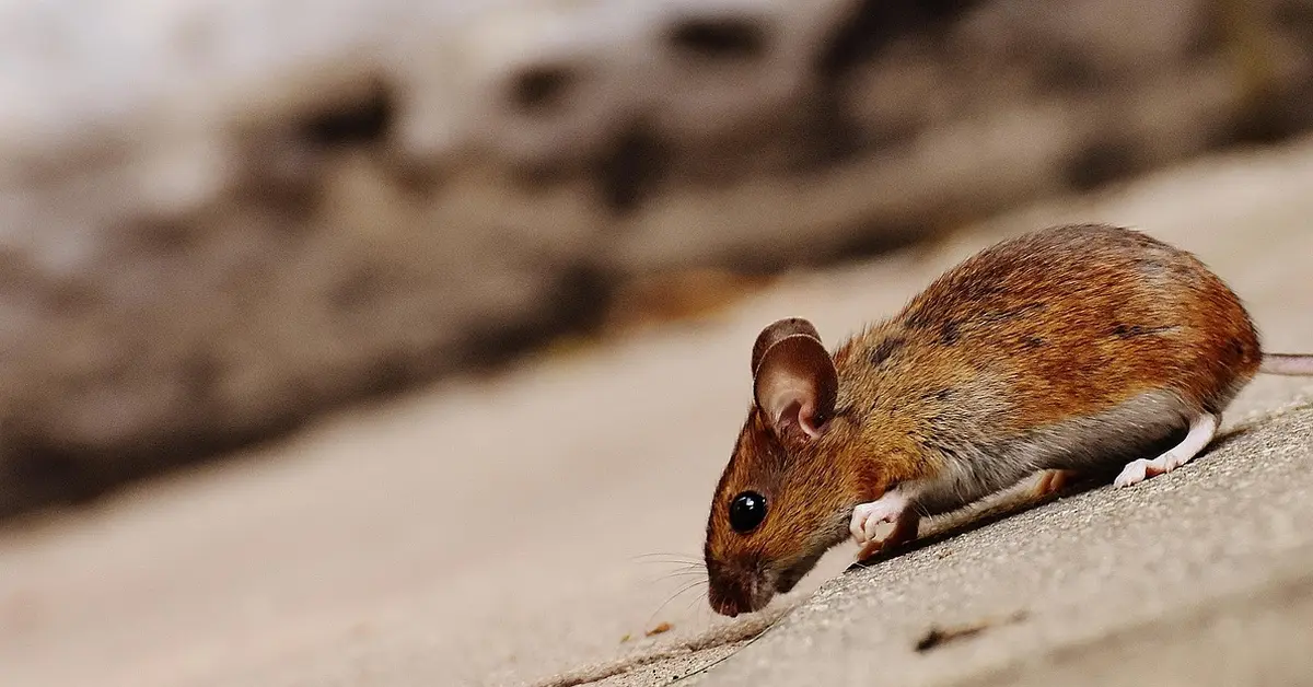 Brown mouse with large ears on a concrete surface, sniffing the ground.