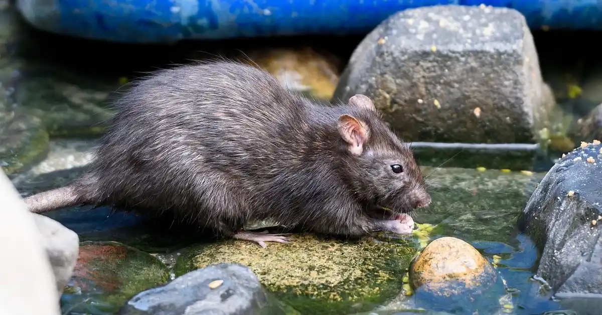 A small dark gray mouse with pink ears and paws on a damp rocky surface near a water-filled area, sniffing a tiny object.