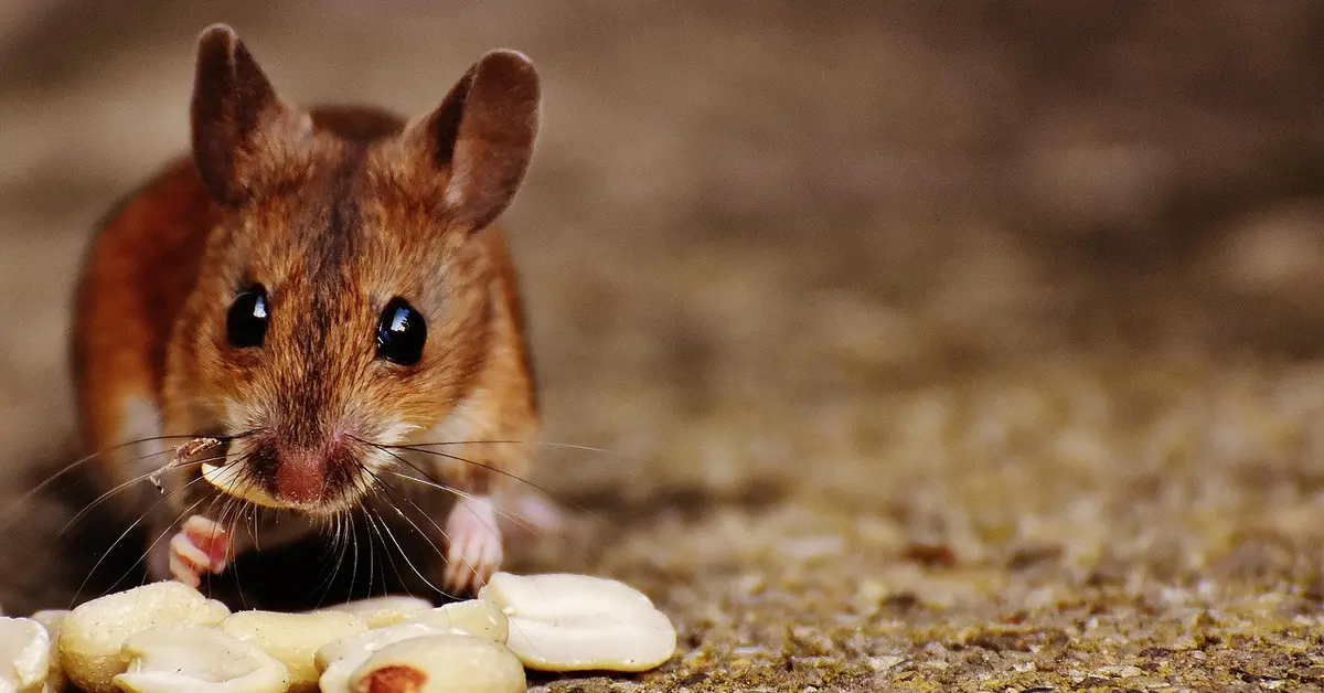 Close-up of a small brown mouse nibbling on seeds on the ground.