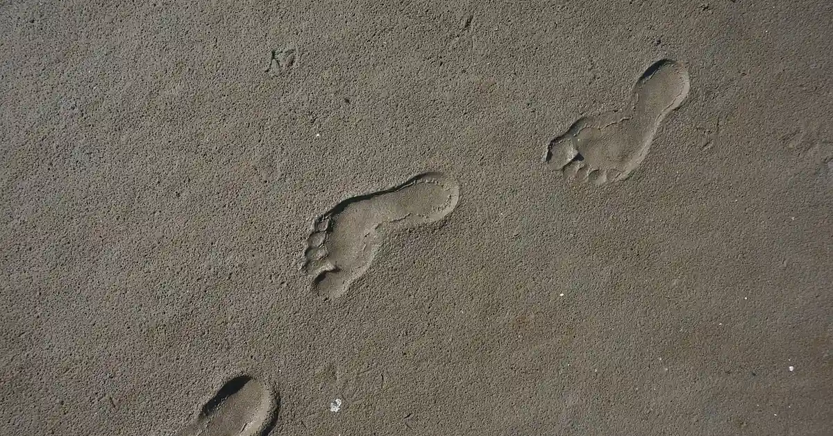 Three small mouse footprints imprinted in sandy ground.