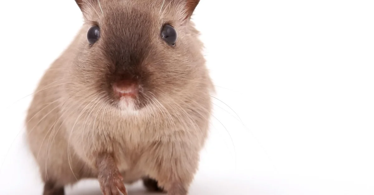 Close-up of a brown mouse with dark, glossy eyes and long whiskers against a white background.