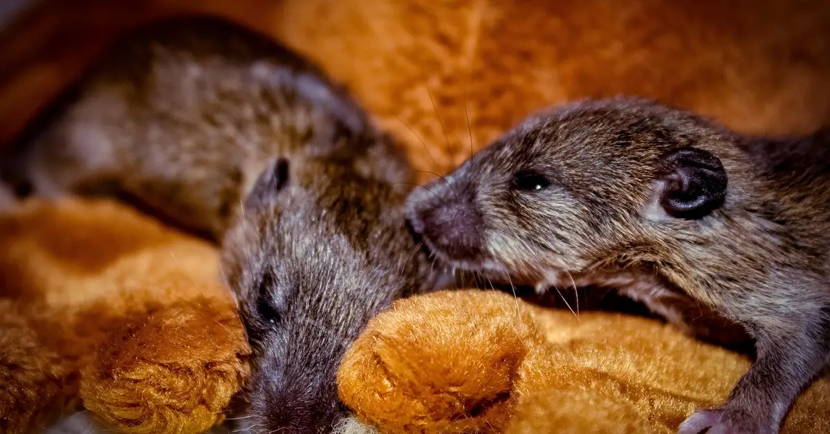 Two mice resting on a soft surface