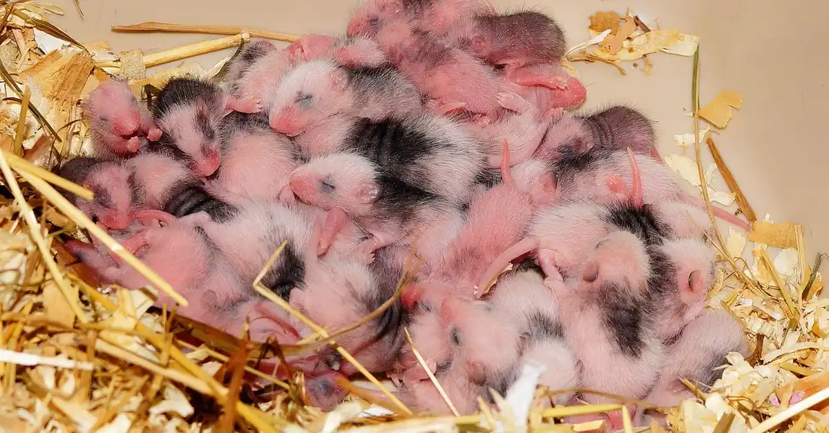 A litter of newborn mice cuddled together in a straw nest.