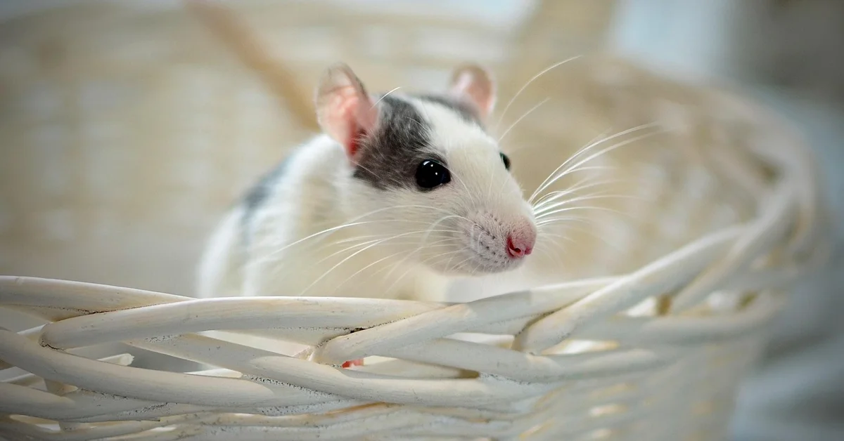 Close-up of a small white and gray mouse perched in a white wicker basket, looking alert.