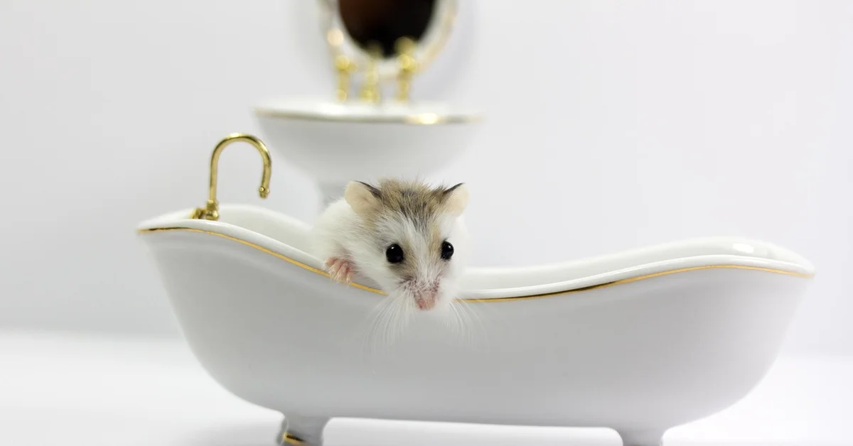 A small gray and white mouse peeking over the edge of a white porcelain bathtub with gold trim.