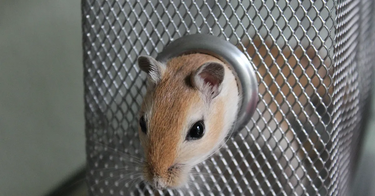 Close-up of a small brown-and-white pet mouse peering from a metal cage