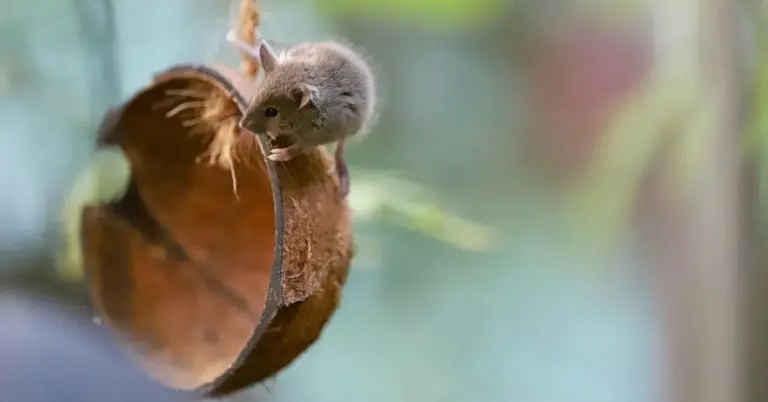 A small gray mouse perched on the edge of a hollow brown shell-like fragment inside a blurred enclosure.