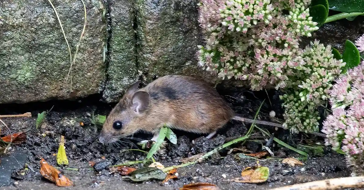 A small brown mouse on soil beside a rock and pink flowering shrubs.