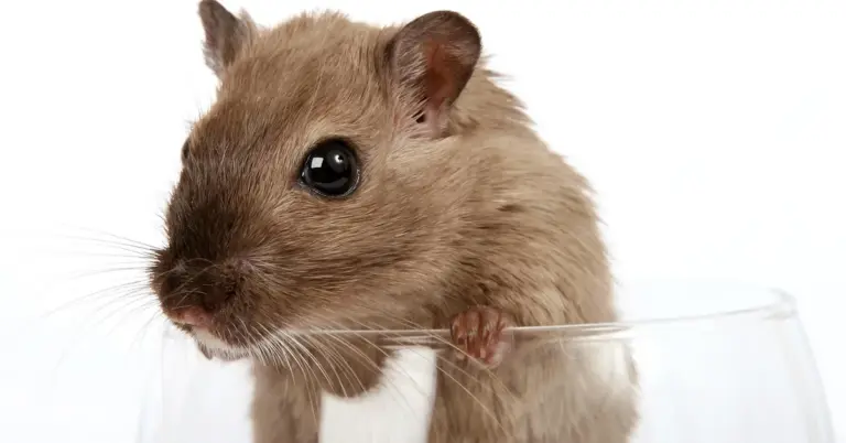 Close-up of a small brown mouse peeking over the edge of a glass