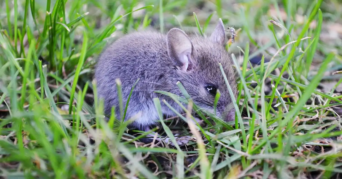A small gray mouse crouching in tall green grass