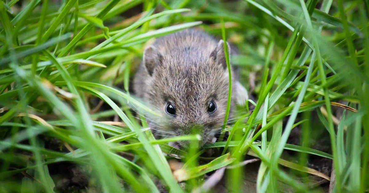 A small mouse peeks through blades of green grass.