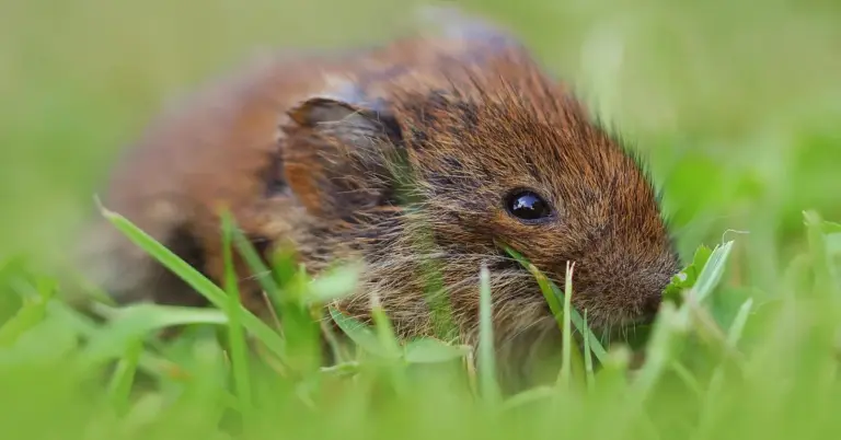 Close-up of a small brown mouse in green grass